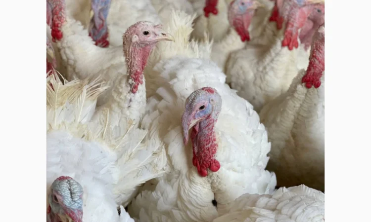 Big-6 індичата - фото № 2