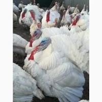 Big-6 індичата - фото № 14