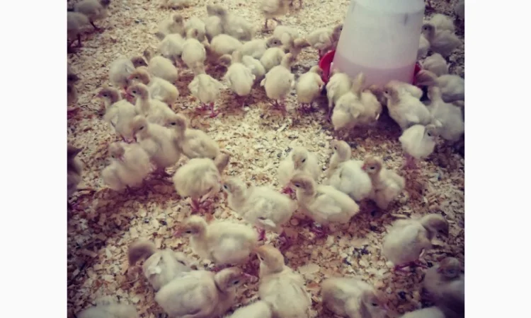 Big-6 індичата - фото № 5