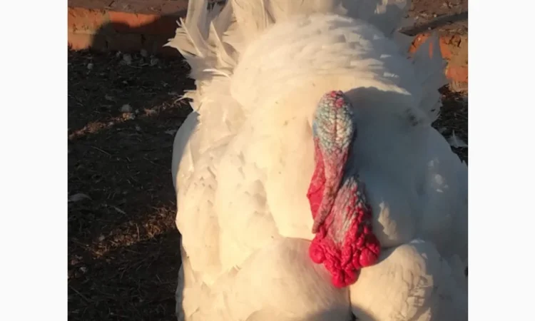 Big-6 індичата - фото № 7