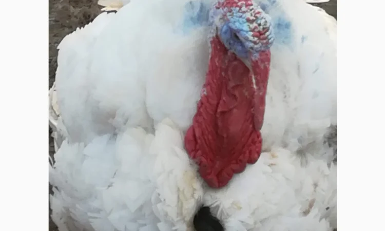 Big-6 індичата - фото № 8