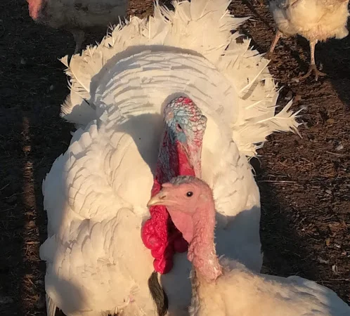 Big-6 індичата - фото № 3