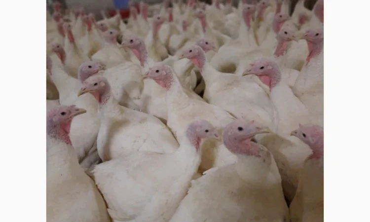 Big-6 індичата - фото № 2