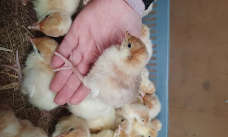 Big-6 індичата - фото № 10