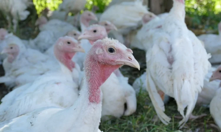 Індичата добові, бройлерні, БІГ-6, Чуднів - фото № 1