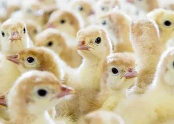 Індичата бройлерні тяжкого кросу БІГ-6 Чуднів, Висока Піч - фото № 1