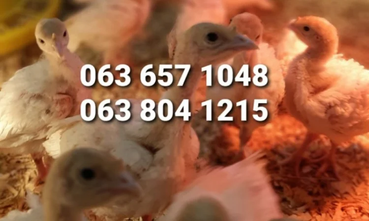 БІГ-6 Індичата добові. Хмельницький - фото № 1