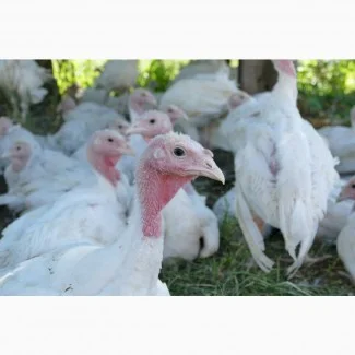 Індичата бройлерні тяжкого кросу БІГ-6, Івано-франківськ, Тернопіль, Хмельницький - фото № 1