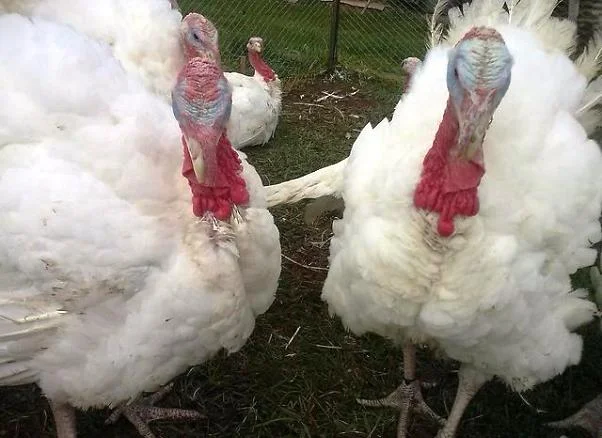 Індичата БІГ-6, БЮТ-8 - фото № 3