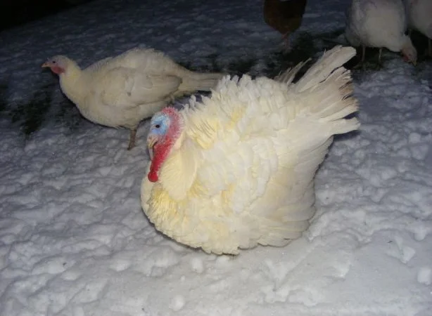 Індики під замовлення - фото № 1