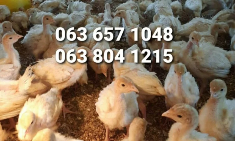 Індичата бройлерні тяжкого кросу БІГ-6, Хмельницький - фото № 1