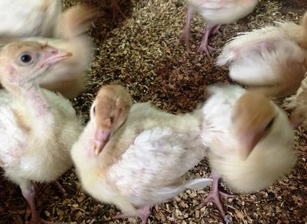 Індичата БІГ-6 - фото № 2