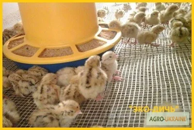 Перепела суточные и молодняк Феникс Золотистый - Бройлер (селекция Франции) - фото № 1