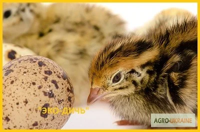 Перепела Фараон - селекция (Испании) - суточные и молодняк - фото № 3