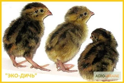 Эксклюзивная-селекция суточных перепелят - фото № 4