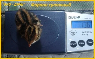 Эксклюзивная-селекция суточных перепелят - фото № 2