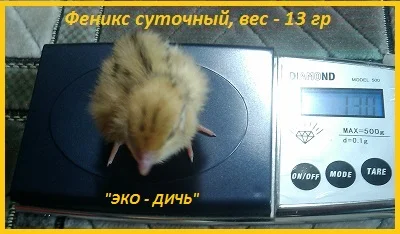 Эксклюзивная-селекция суточных перепелят - фото № 3