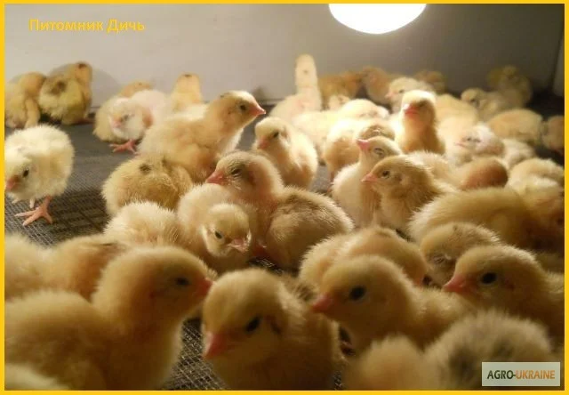 Перепела Белый Техасец - Бройлер (Texas A & M) - суточные и молодняк - фото № 3