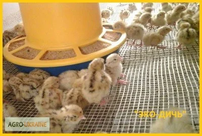 Перепела Белый Техасец - Бройлер (Texas A & M) - суточные и молодняк - фото № 4