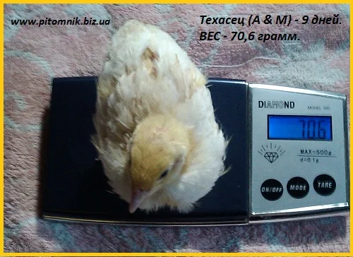 Индопелка - перепела молодняк - фото № 1