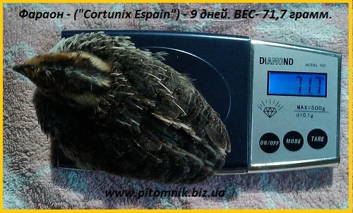 Индопелка - перепела молодняк - фото № 2