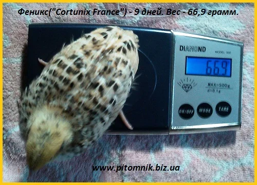 Индопелка - перепела молодняк - фото № 3