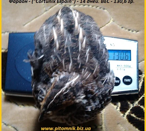 Индопелка - перепела молодняк - фото № 5