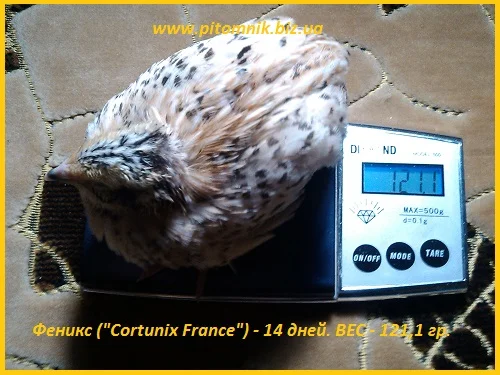 Индопелка - перепела молодняк - фото № 6