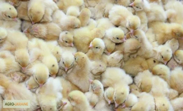 Перепела Белый Техасец - Бройлер (США) - молодняк - фото № 3