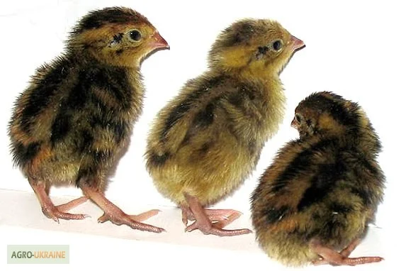 Перепела селекционный молодняк - три породы - фото № 1