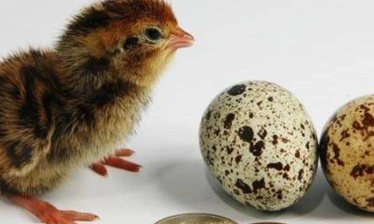 Перепела селекционный молодняк - три породы - фото № 2