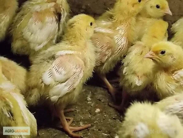 Перепела селекционный молодняк - три породы - фото № 4