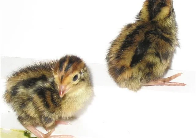 Перепела Фараон - селекция (Испании) - молодняк - фото № 1