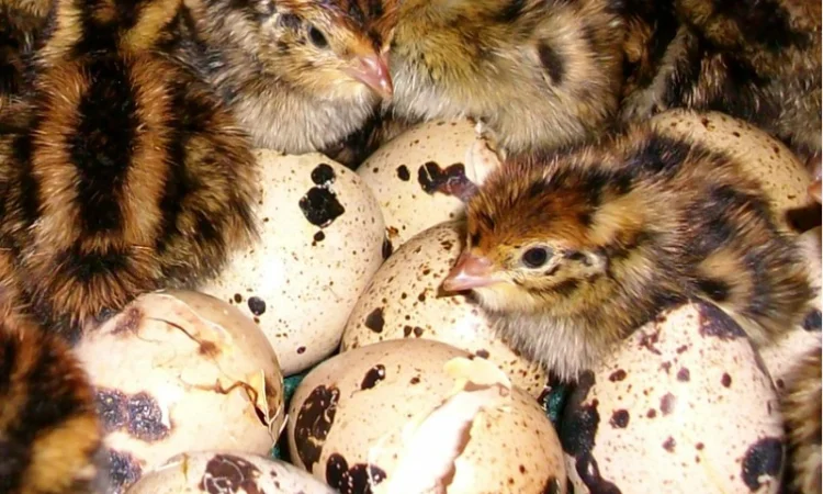 Перепела Фараон - селекция (Испании) - молодняк - фото № 4