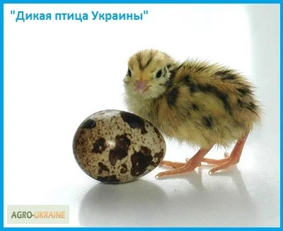 Эксклюзивные перепела, суточные и молодняк - фото № 3