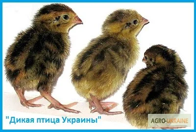 Эксклюзивные перепела, суточные и молодняк - фото № 4