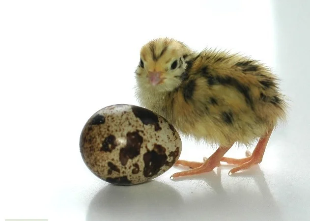 Перепела молодняк Феникс Золотистый - Бройлер (Франция) - фото № 1