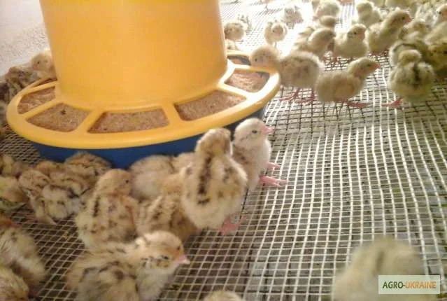 Перепела молодняк Феникс Золотистый - Бройлер (Франция) - фото № 3