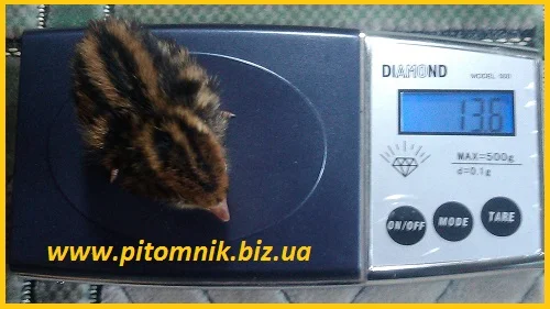 Перепела на маточное стадо, 3-х суточные и молодняк - фото № 3