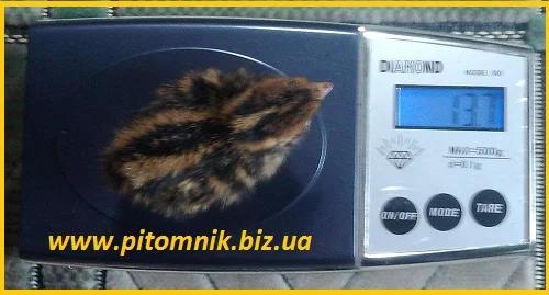 Перепела на маточное стадо, 3-х суточные и молодняк - фото № 4