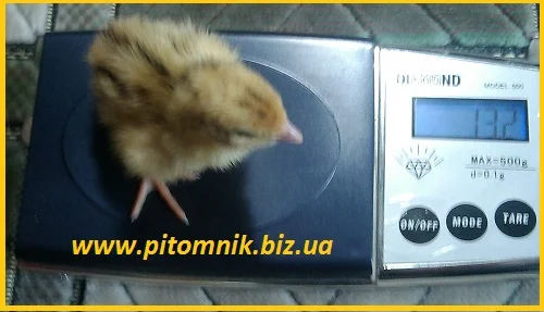 Перепела на маточное стадо, 3-х суточные и молодняк - фото № 5