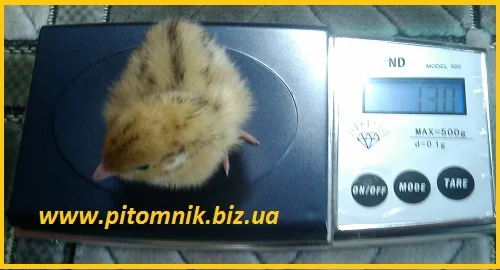 Перепела на маточное стадо, 3-х суточные и молодняк - фото № 6