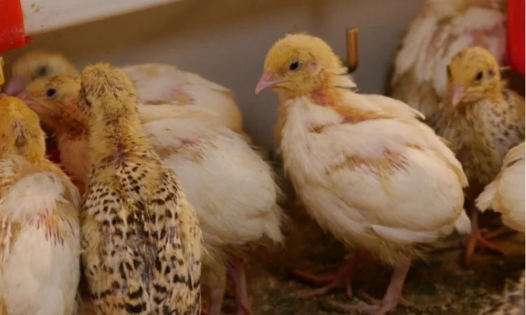 Продам молодняк Перепела, порода Техаський Білий, 8 тижнів - фото № 5