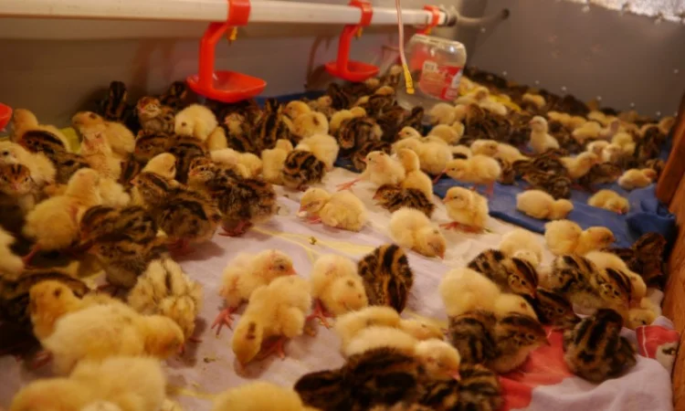 Продам молодняк Перепела, порода Техаський Білий, 8 тижнів - фото № 6