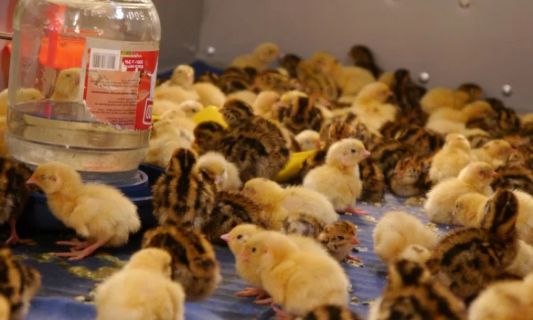 Продам молодняк Перепела, порода Техаський Білий, 8 тижнів - фото № 7