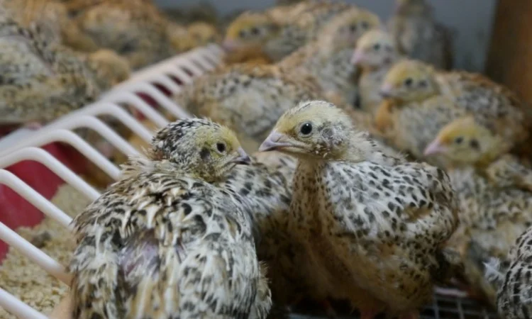 Продам молодняк Перепела, порода Техаський Білий, 8 тижнів - фото № 3