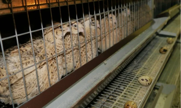 Продам молодняк Перепела, порода Техаський Білий, 8 тижнів - фото № 1