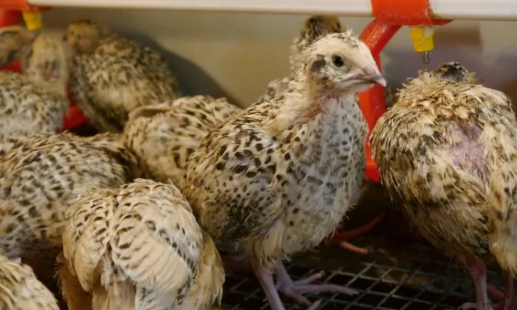 Продам молодняк Перепела, порода Техаський Білий, 8 тижнів - фото № 2