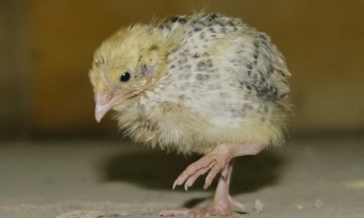 Продам молодняк Перепела, порода Техаський Білий, 8 тижнів - фото № 4