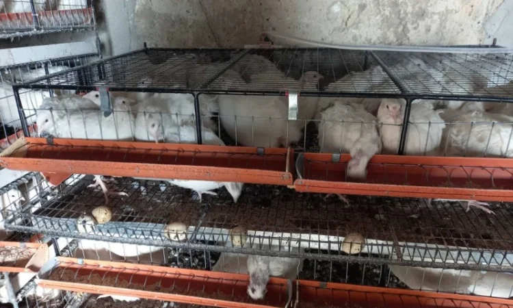 Продам перепелів-несушок Техаська біла Фараон - фото № 1